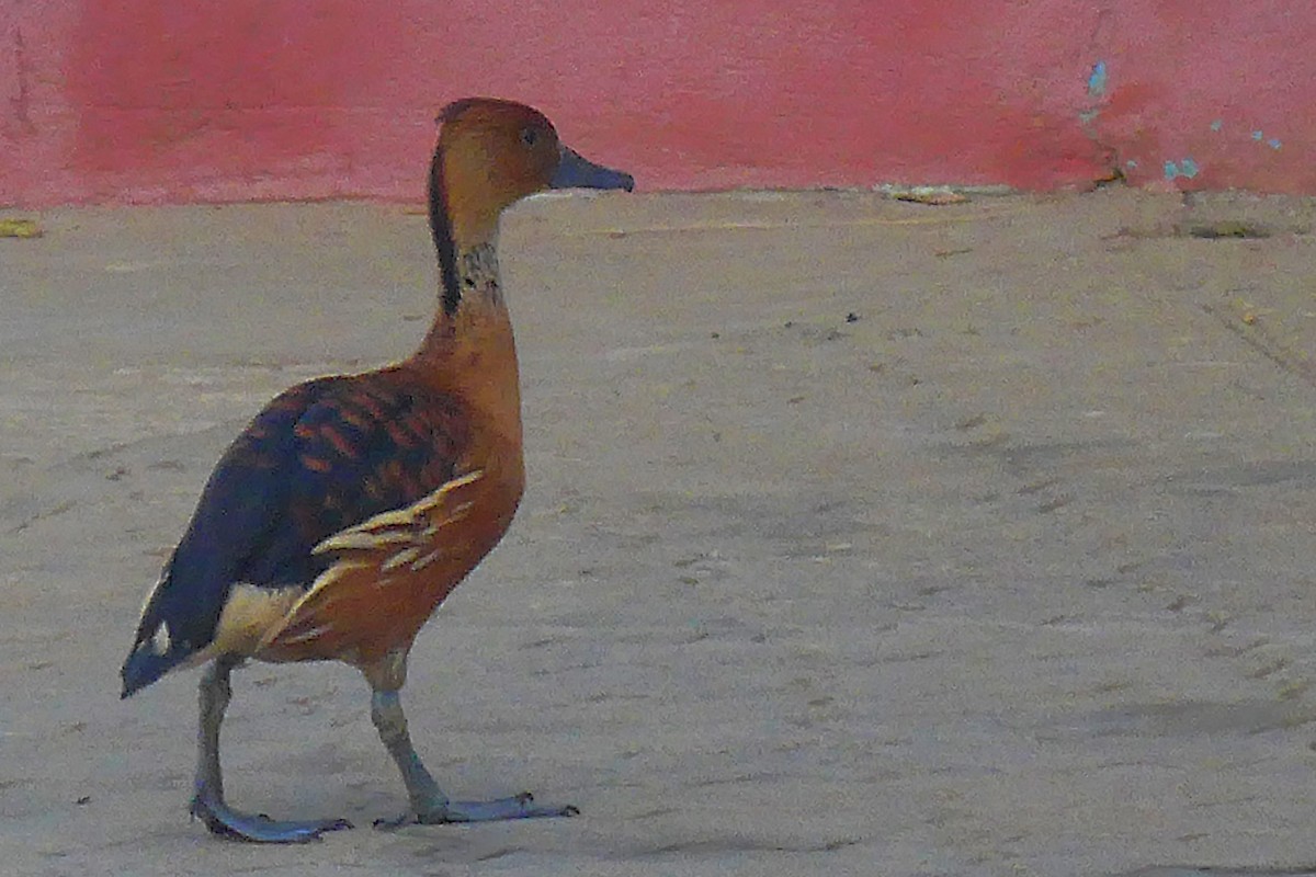 Fulvous Whistling-Duck - ML611789365