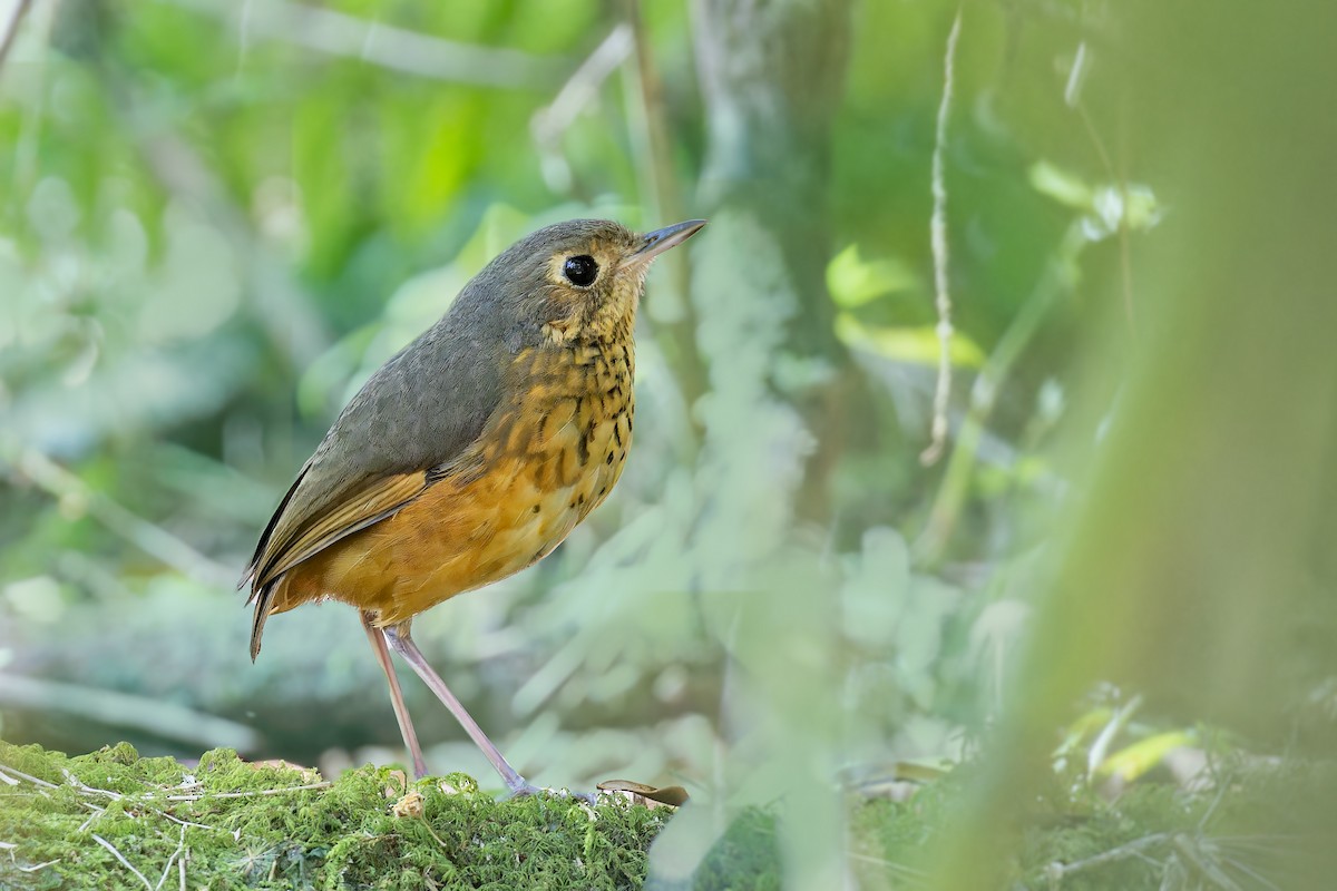 Speckle-breasted Antpitta - ML611789419