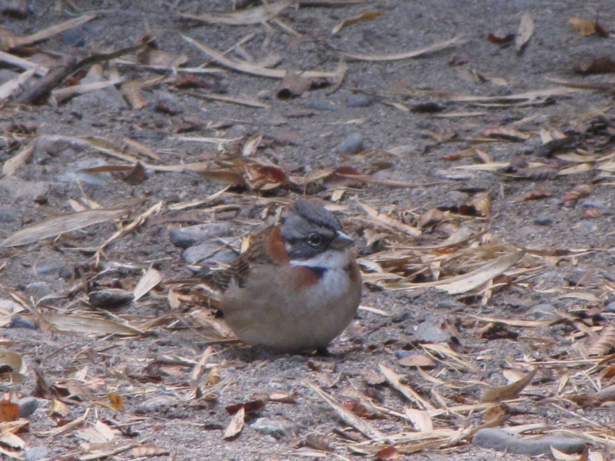 Rufous-collared Sparrow - ML611789536