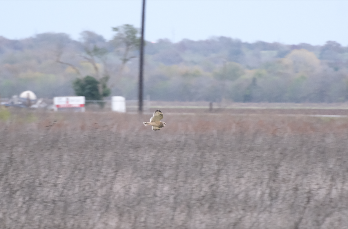 Short-eared Owl - ML611789537