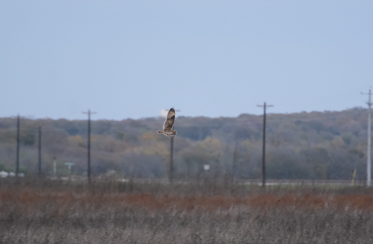 Short-eared Owl - ML611789540