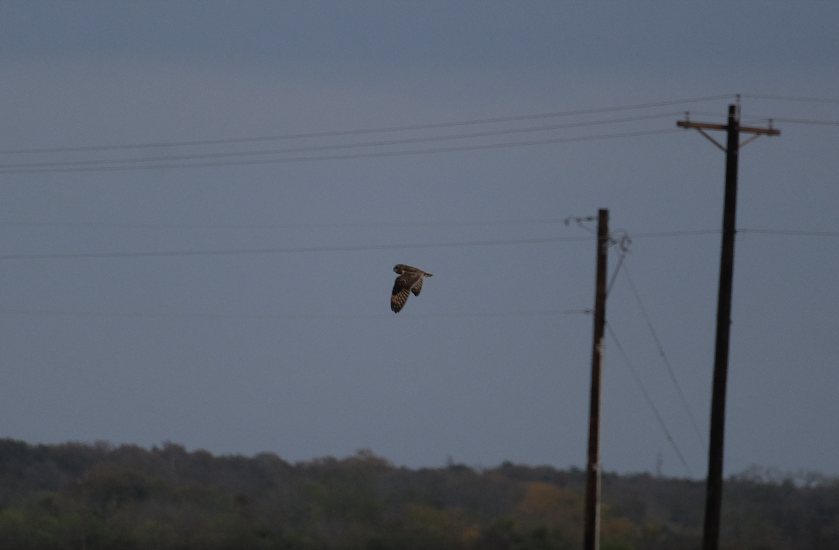 Short-eared Owl - ML611789541