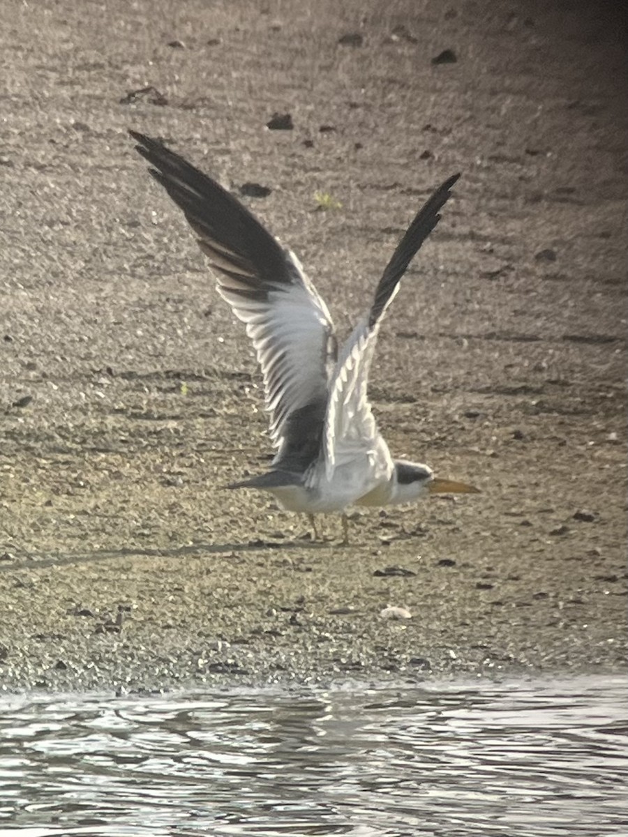 Large-billed Tern - ML611789571