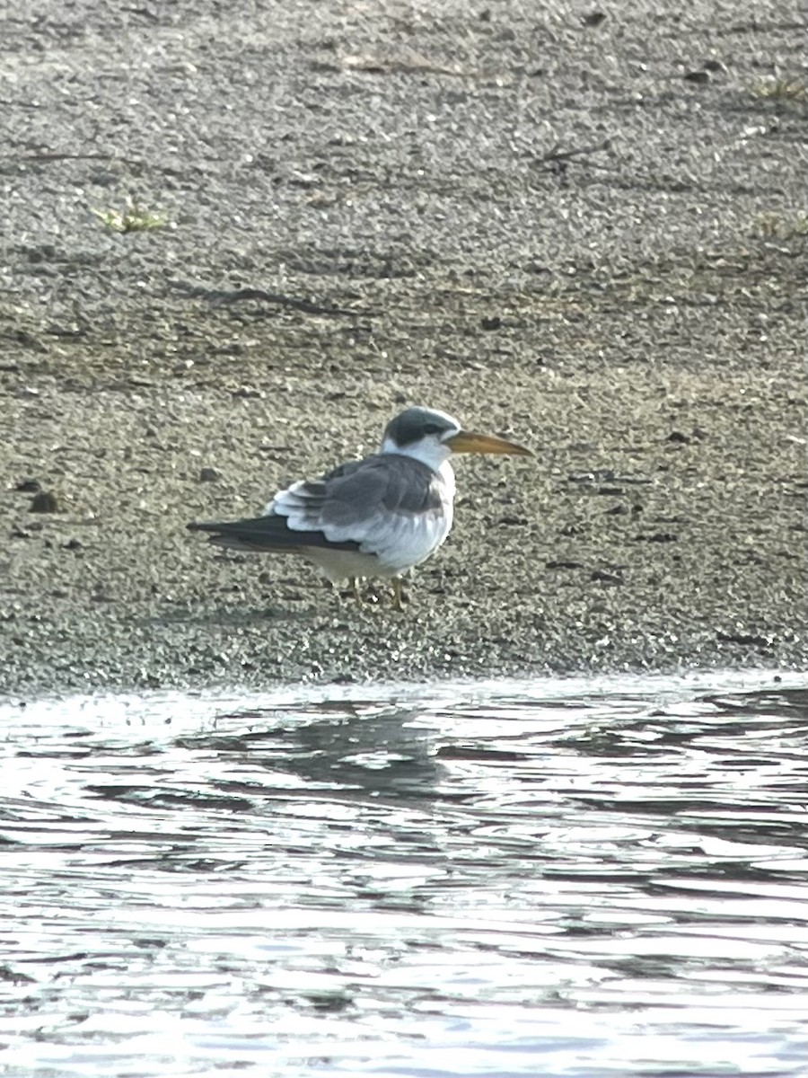 Large-billed Tern - ML611789572