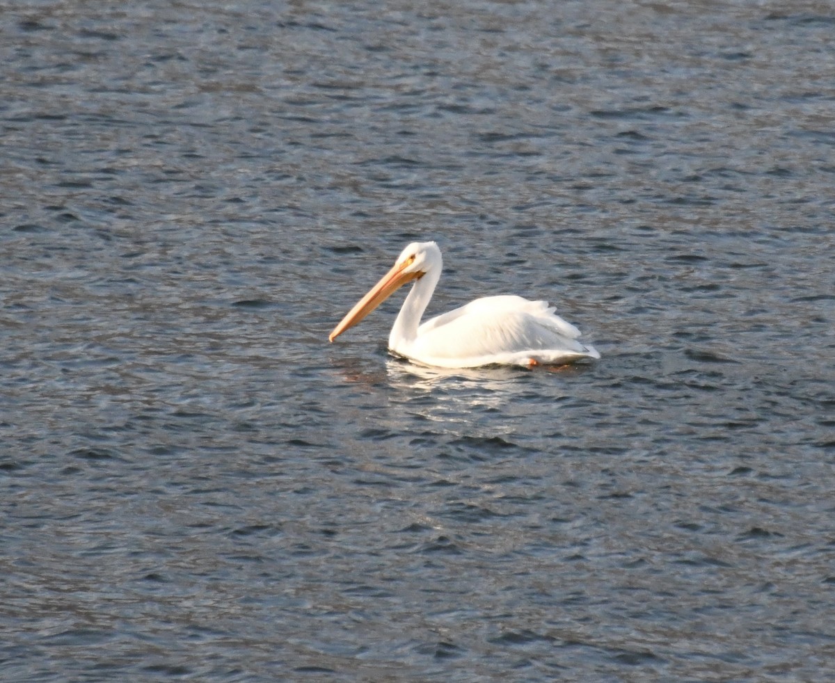 pelikán severoamerický - ML611789611