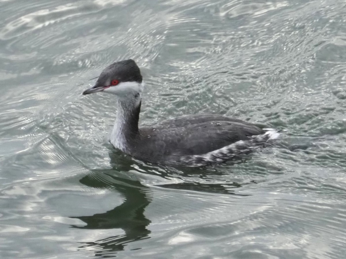 Horned Grebe - ML611789626