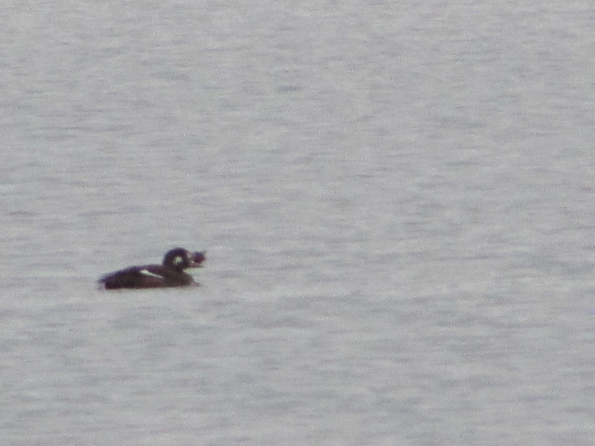 White-winged Scoter - ML611789733