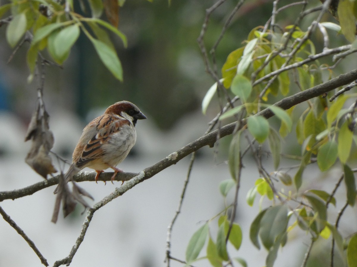 Moineau domestique - ML611789869