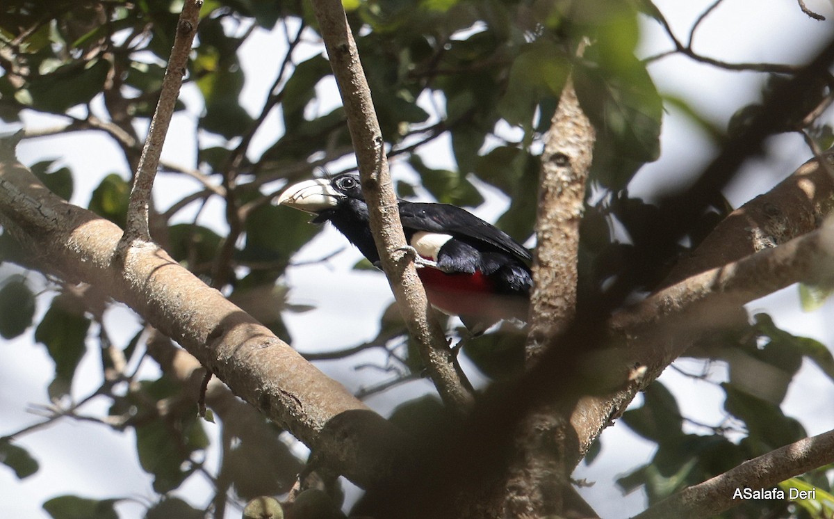 Black-breasted Barbet - ML611789925