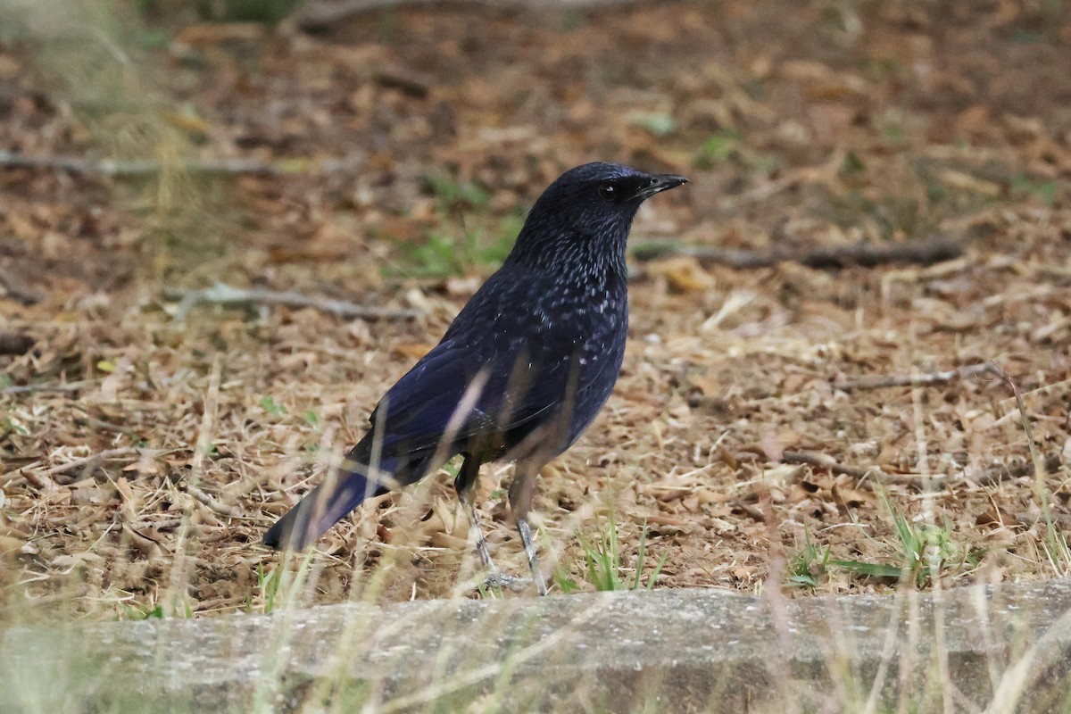 Blue Whistling-Thrush - ML611790063