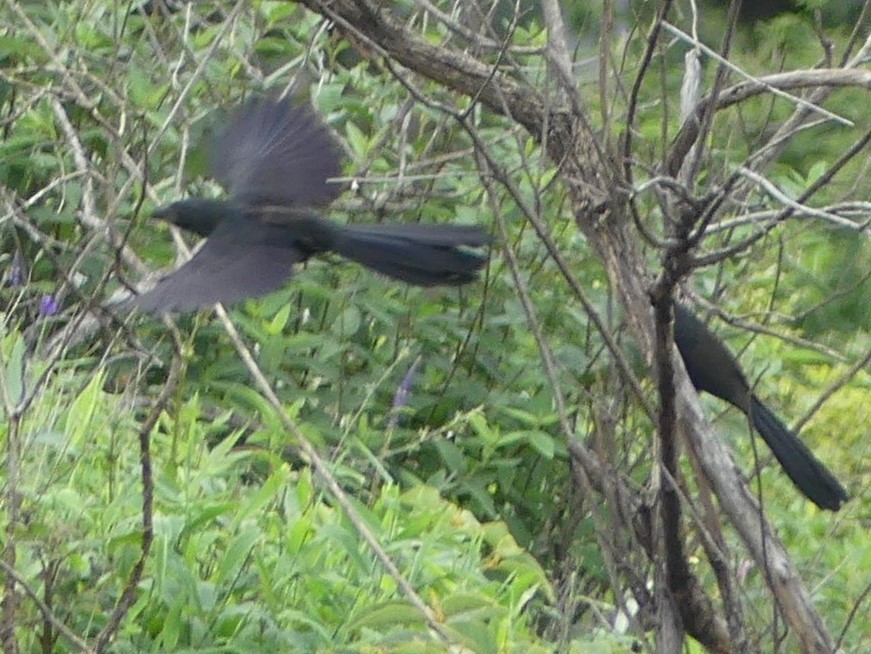 Groove-billed Ani - Michel Cavigelli