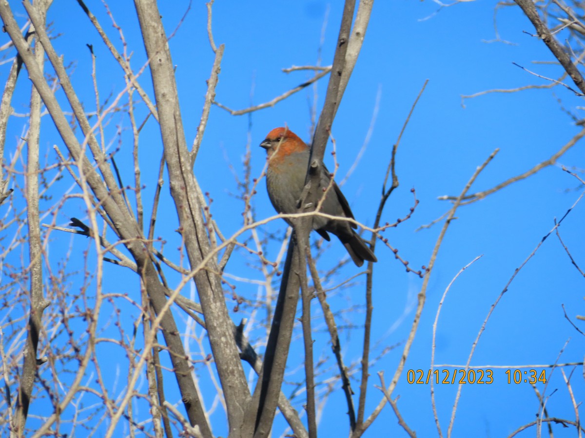 Pine Grosbeak - ML611790192