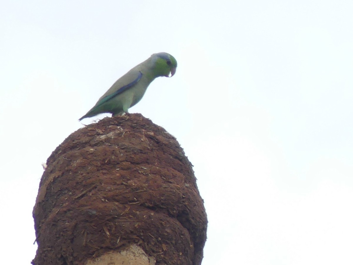 Папуга-горобець еквадорський - ML611790225