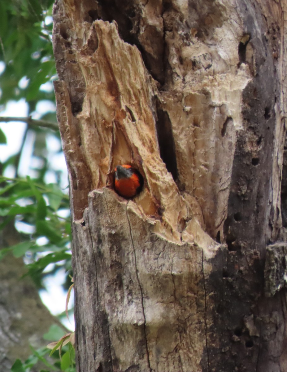 Black-collared Barbet - ML611790309