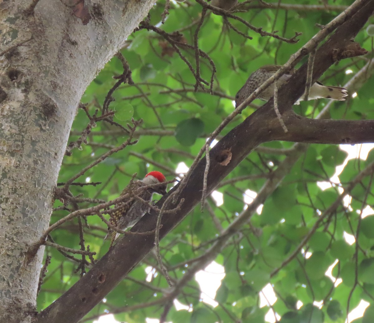 Cardinal Woodpecker - ML611790326