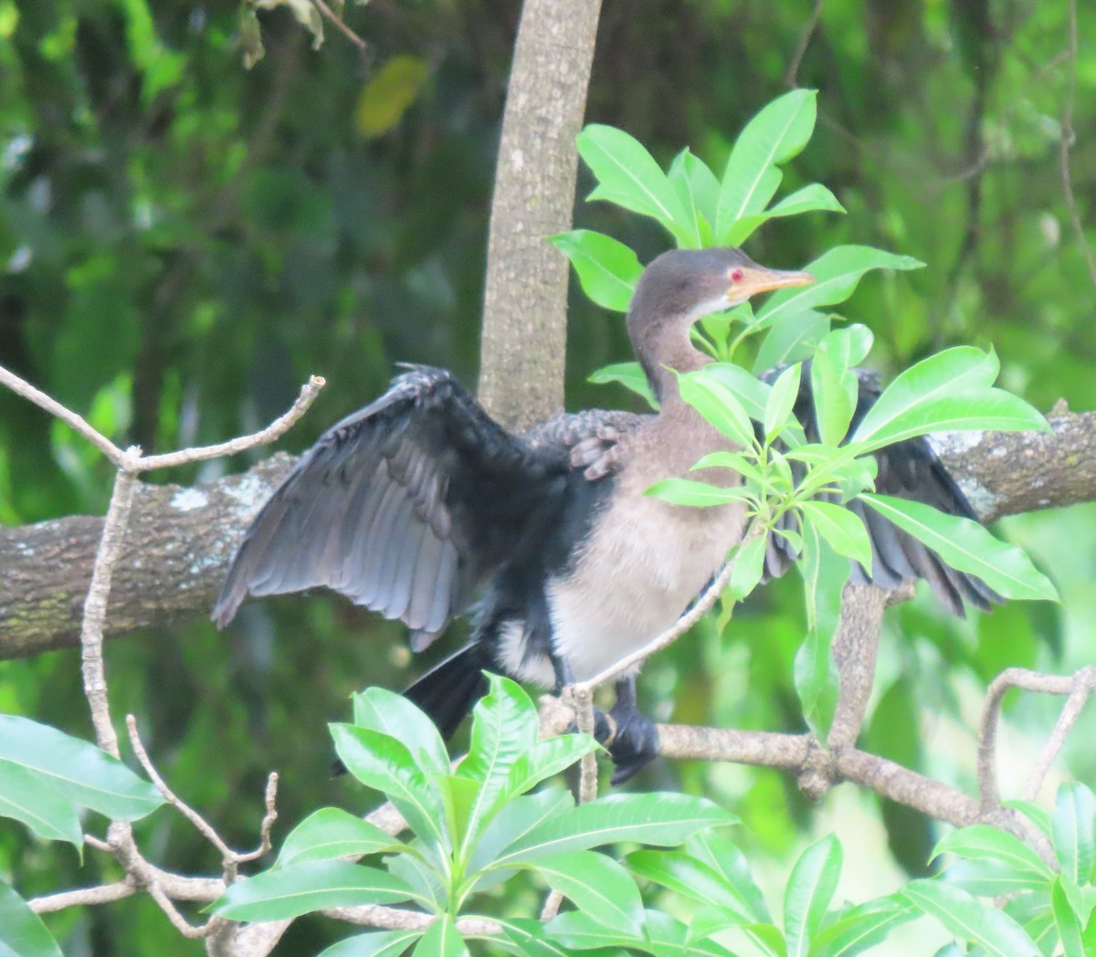 Long-tailed Cormorant - Elaine Wagner