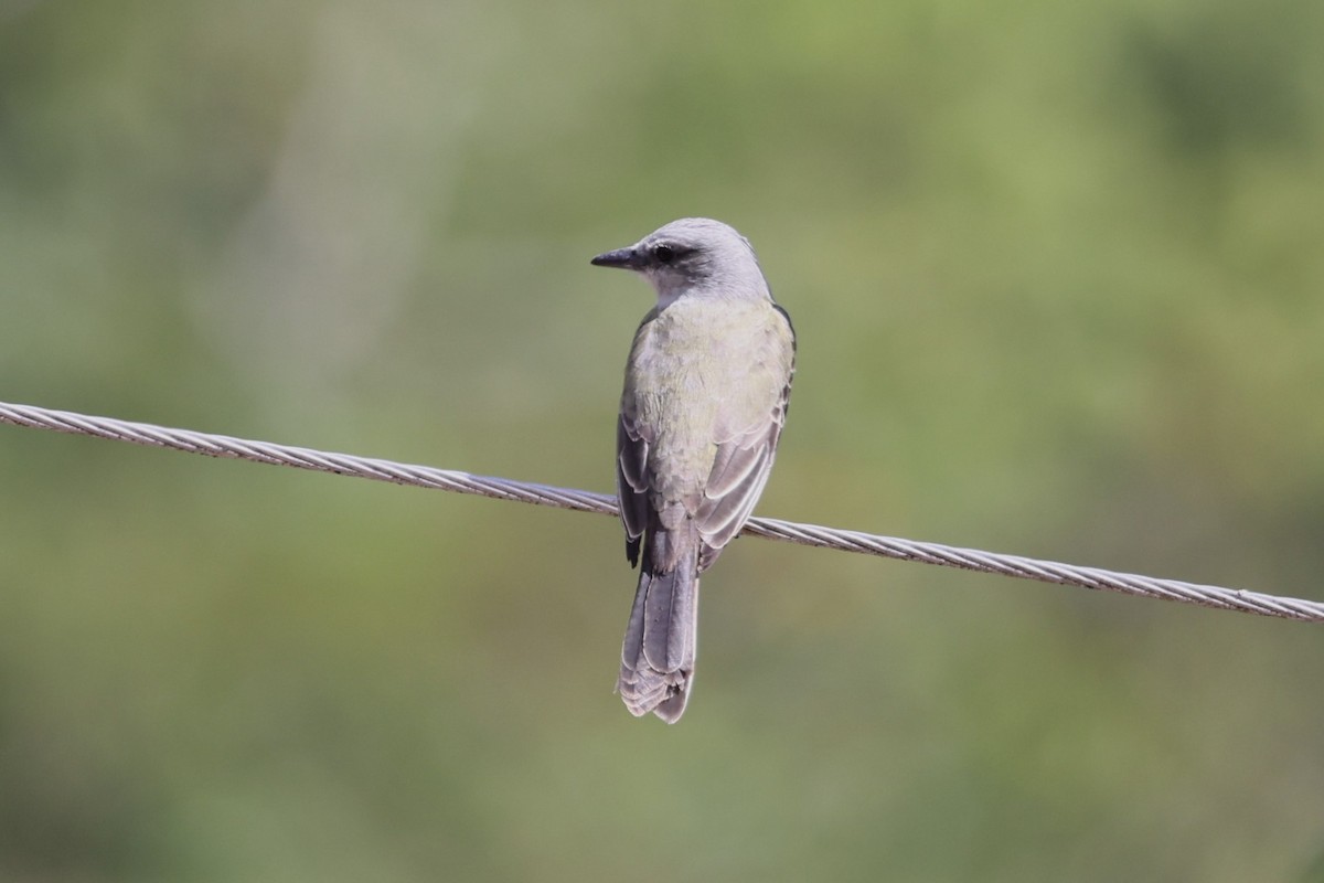 Tropical Kingbird - ML611790382