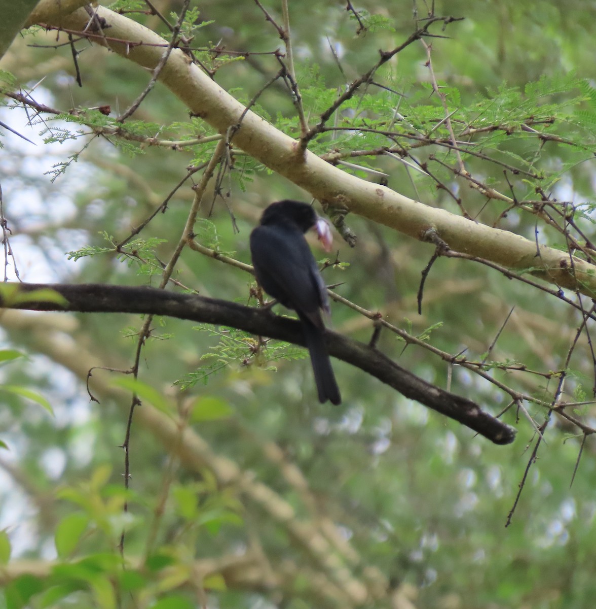 Fork-tailed Drongo - ML611790384