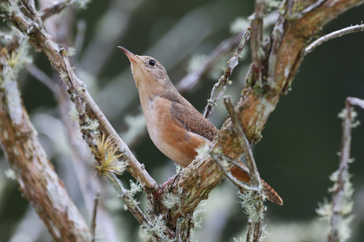 House Wren (Southern) - ML611790385