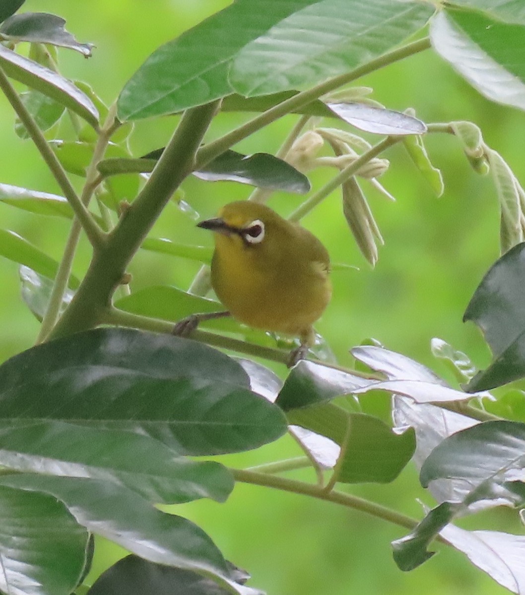 Cape White-eye - ML611790405