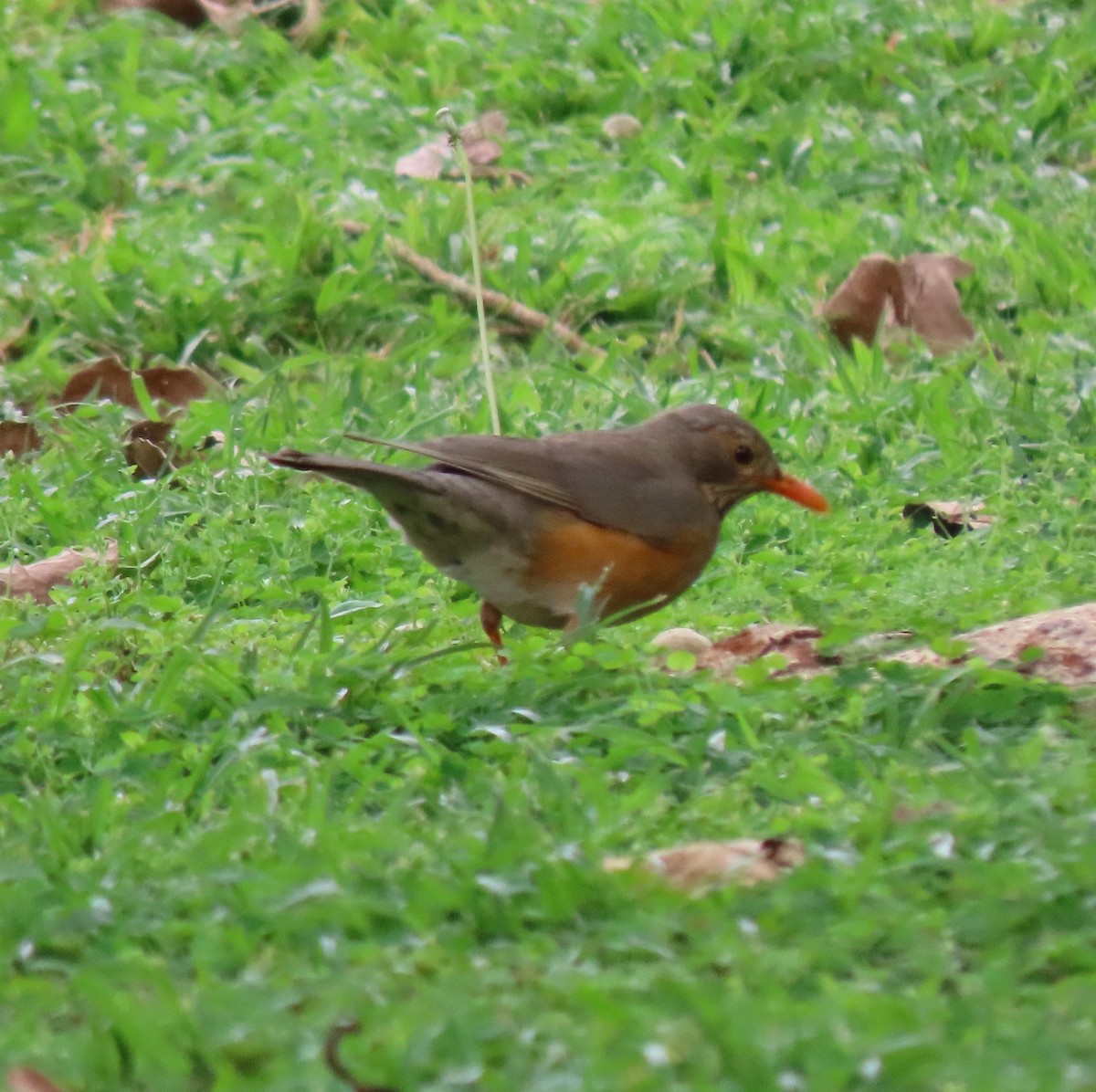 Kurrichane Thrush - ML611790436