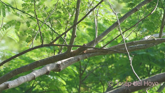 Squirrel Cuckoo - ML611790442