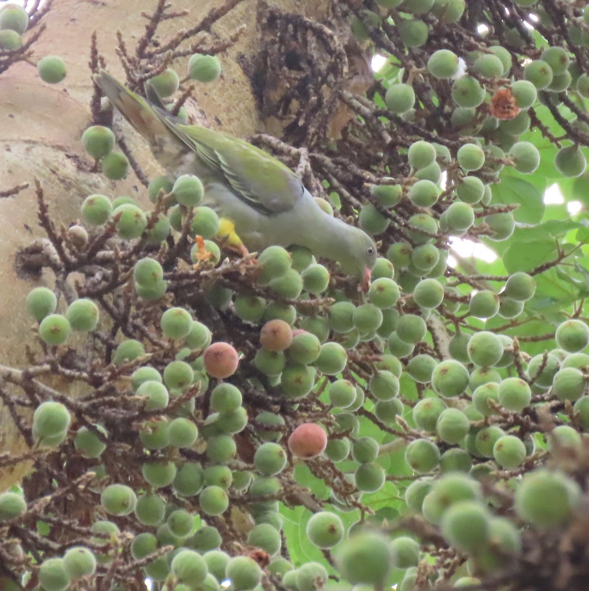 African Green-Pigeon - ML611790457