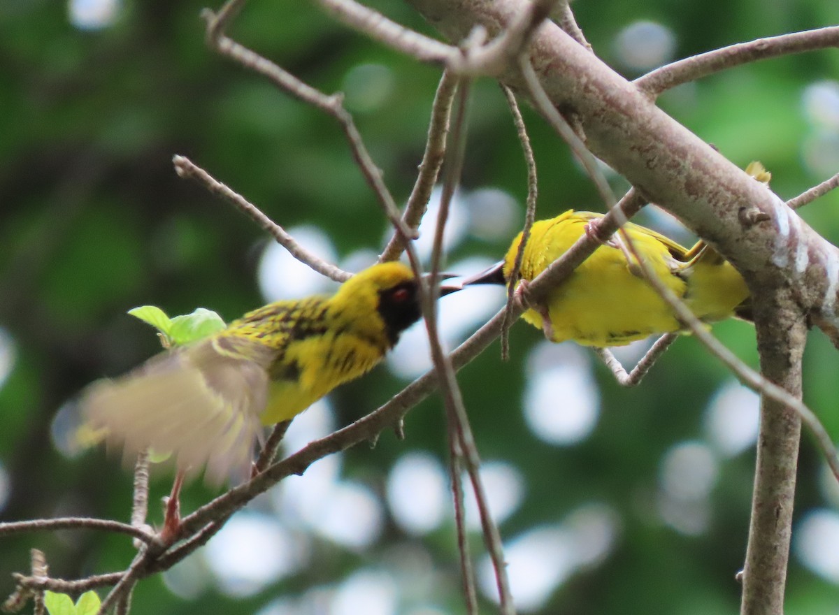 Village Weaver - ML611790497