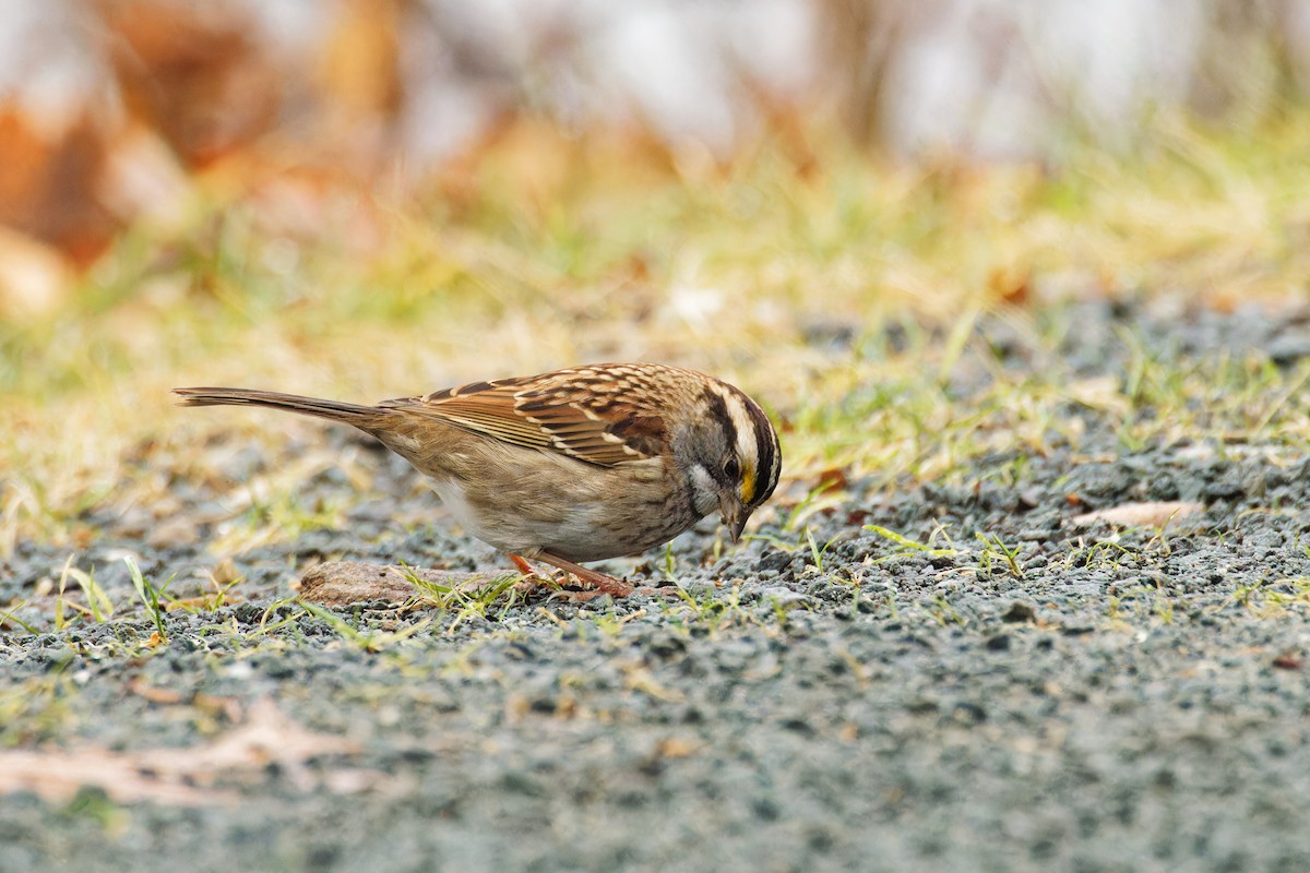 White-throated Sparrow - ML611790555