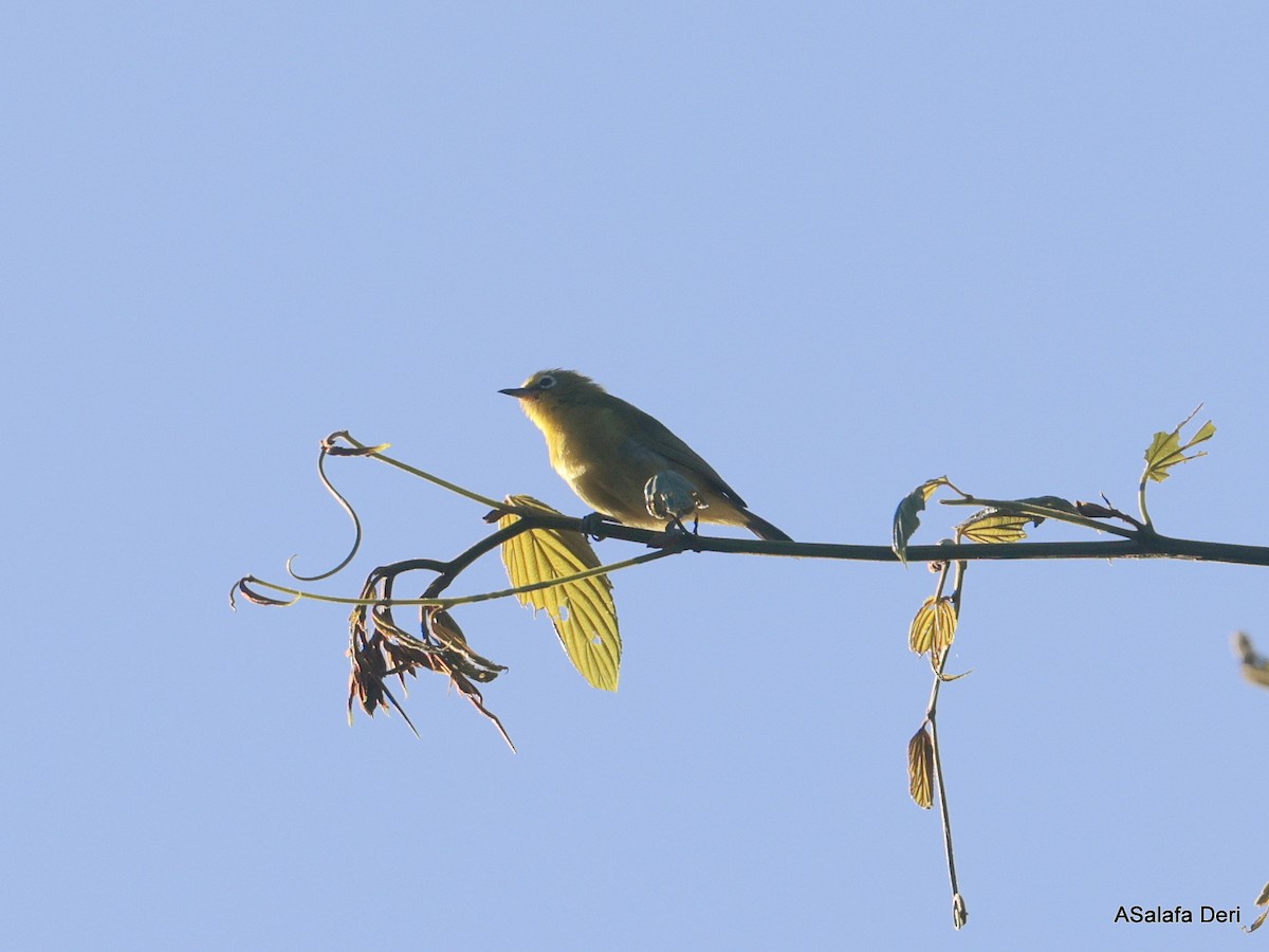 Northern Yellow White-eye (jacksoni/gerhardi) - ML611790594