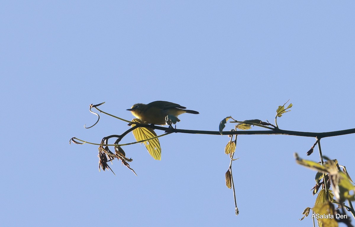 Northern Yellow White-eye (jacksoni/gerhardi) - ML611790595