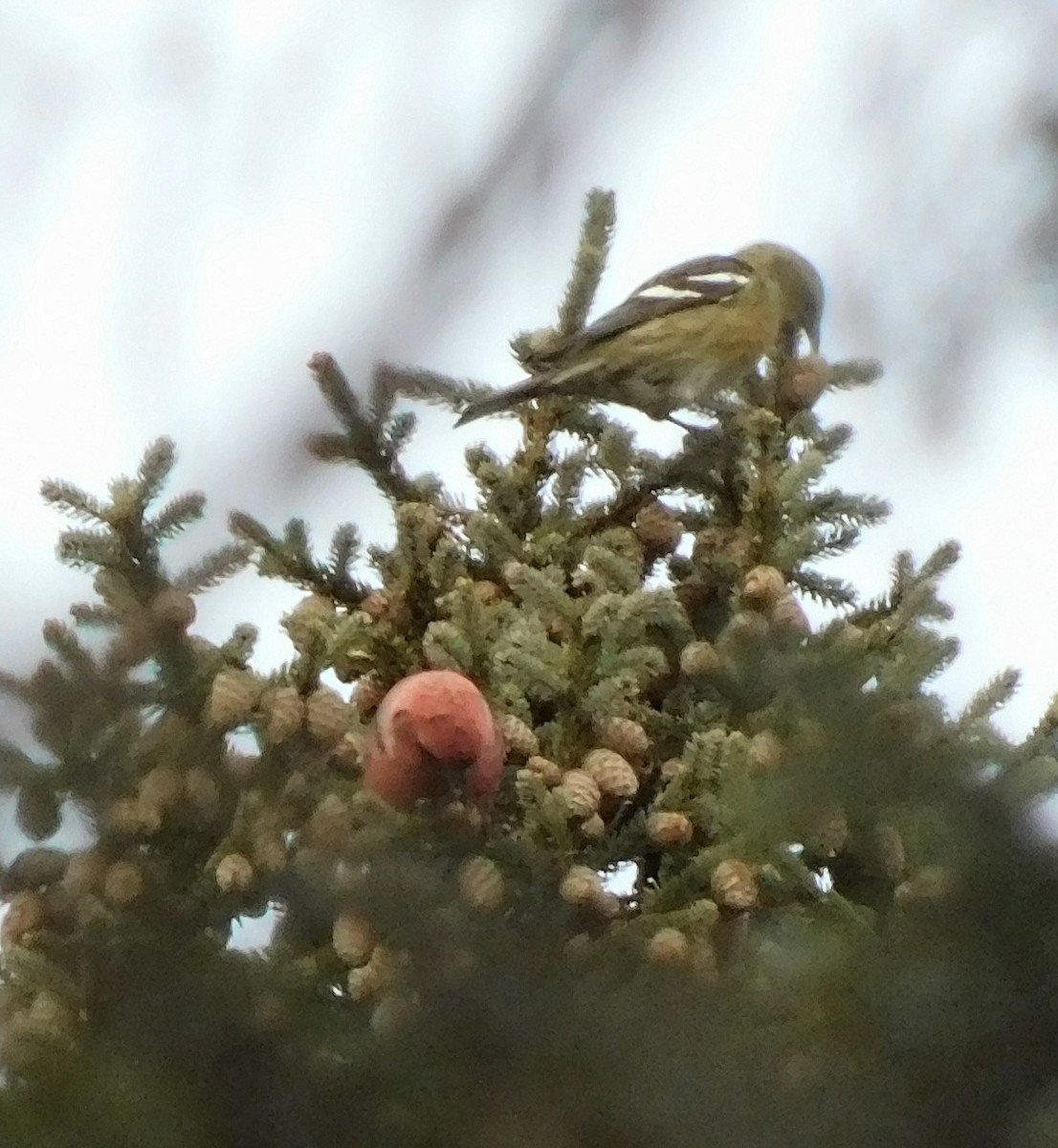 White-winged Crossbill - Rob Pendergast