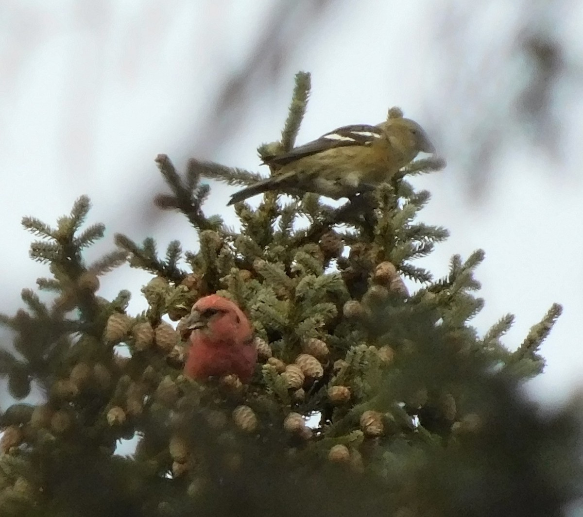 White-winged Crossbill - Rob Pendergast