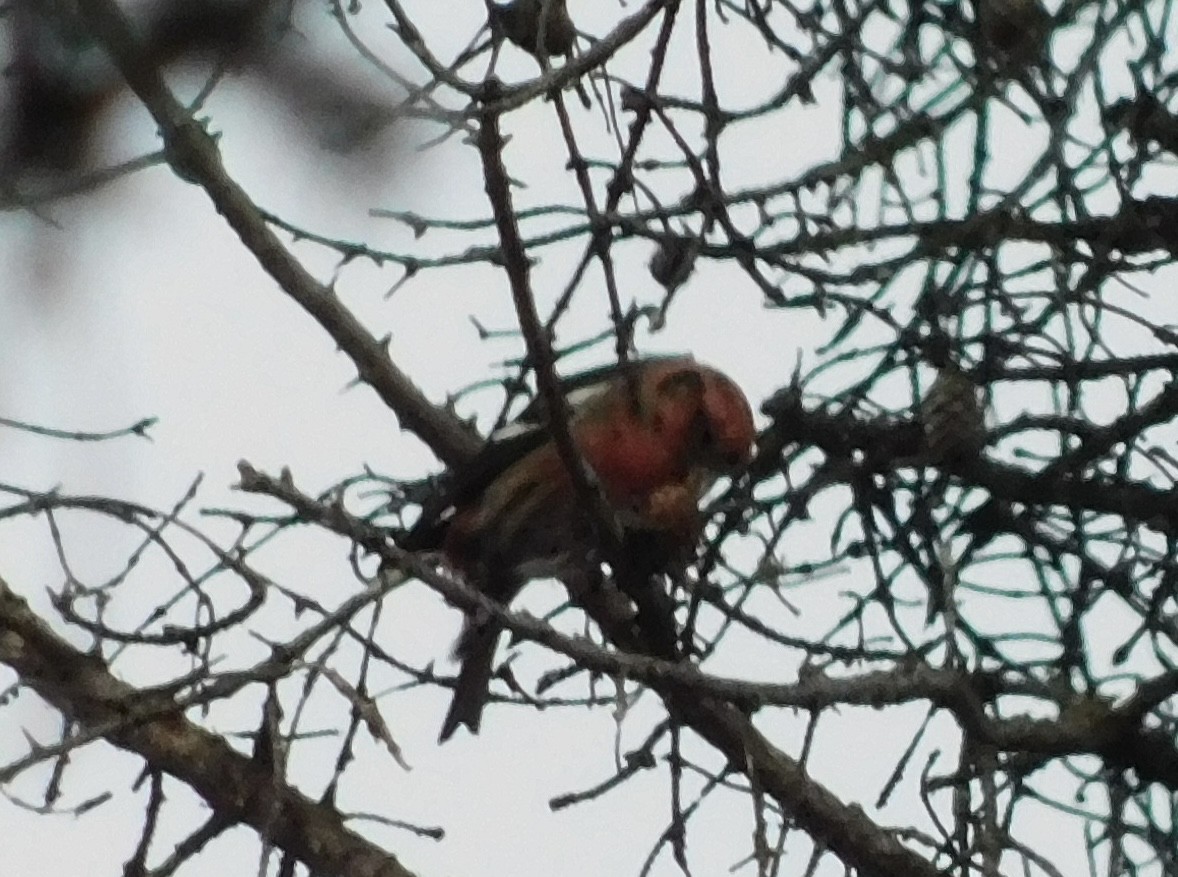 White-winged Crossbill - Rob Pendergast