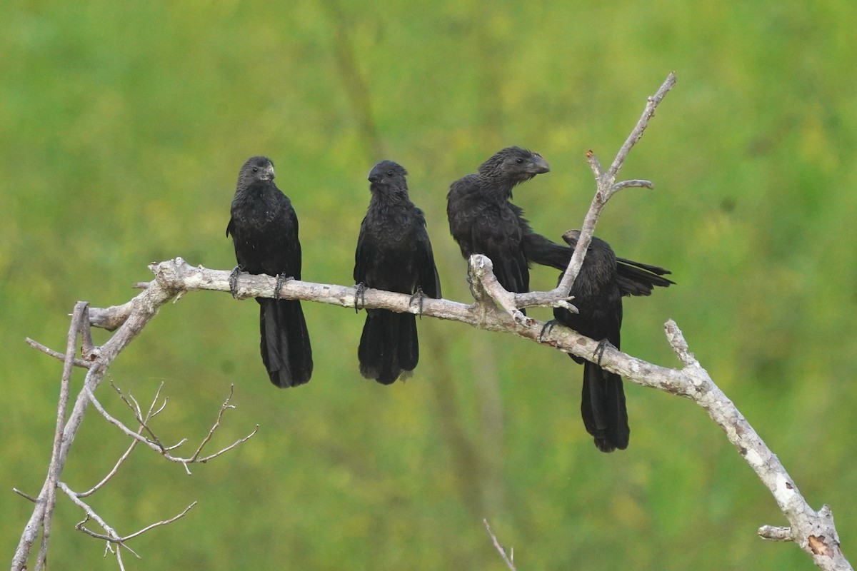 Smooth-billed Ani - Luis Carlos García Mejía