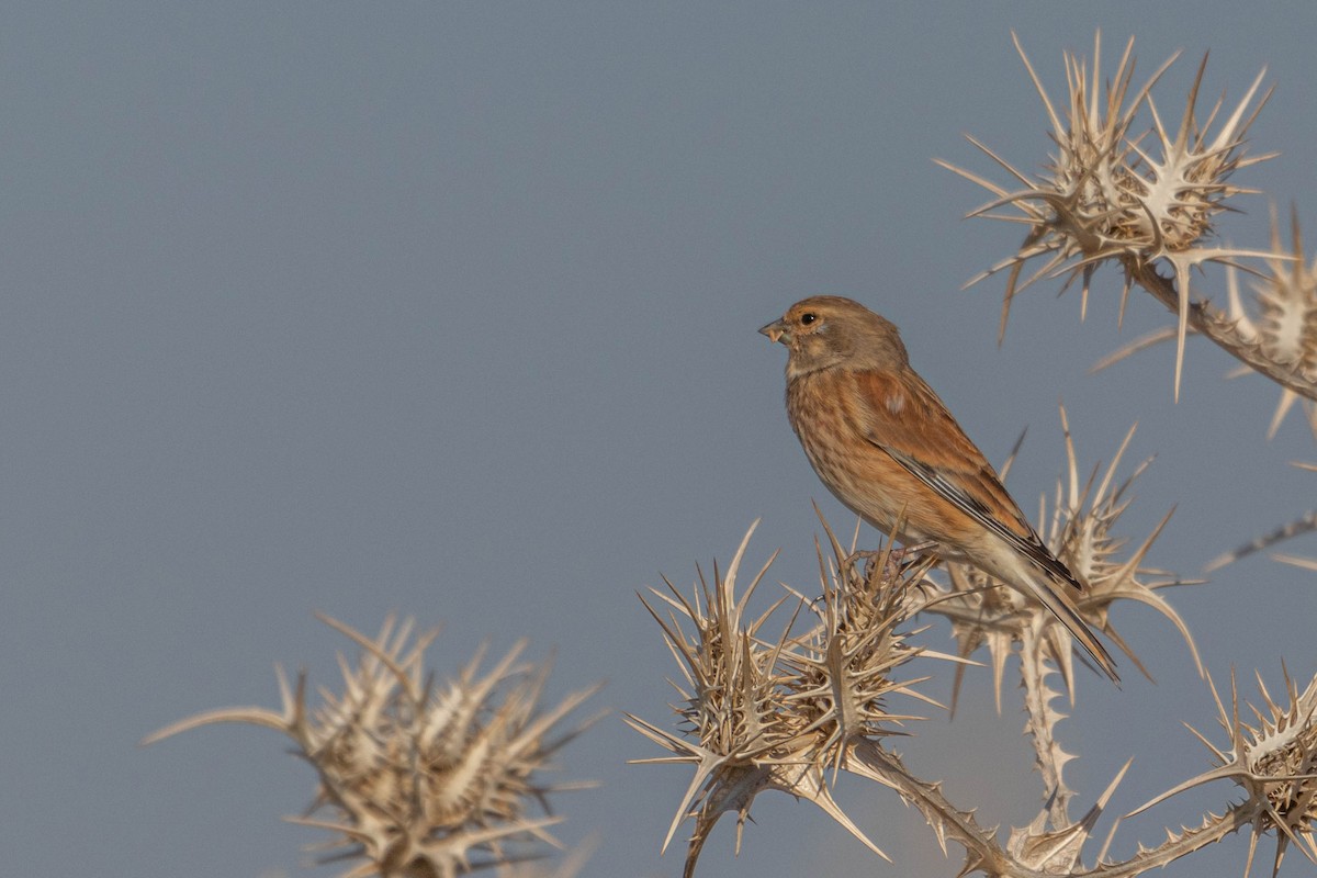 Eurasian Linnet - ML611790710