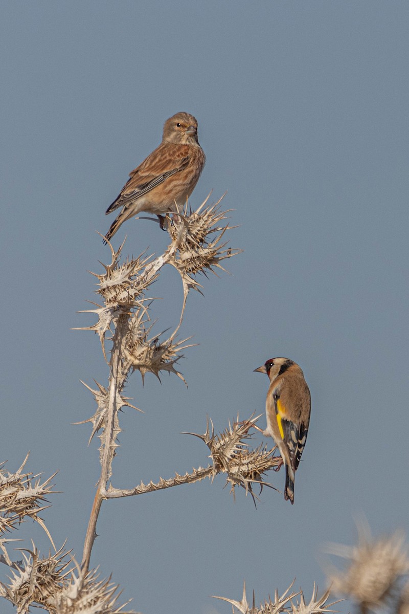 Eurasian Linnet - ML611790711