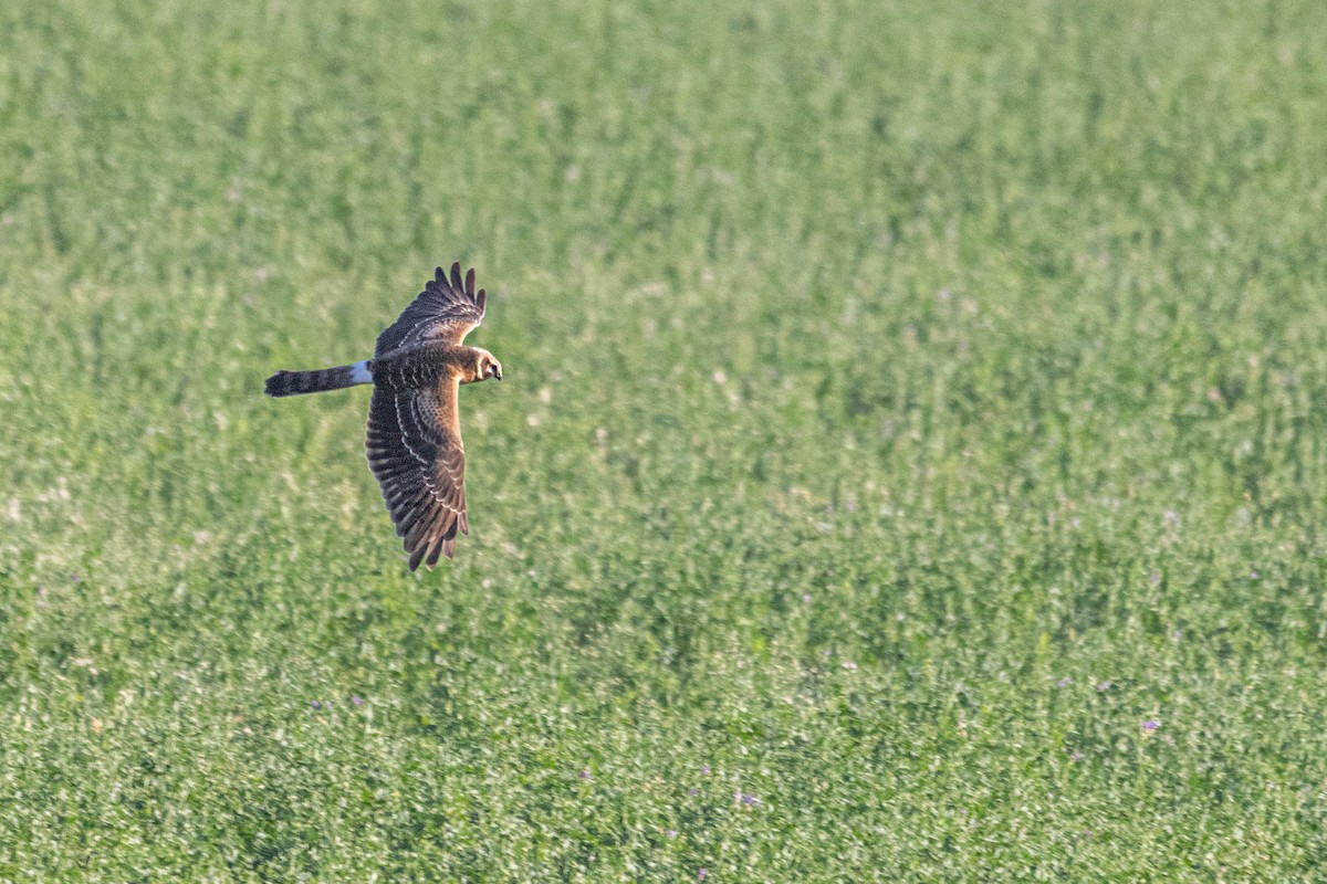 Pallid Harrier - ML611790724