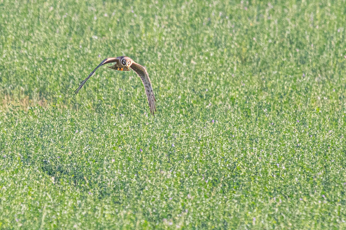 Pallid Harrier - ML611790726
