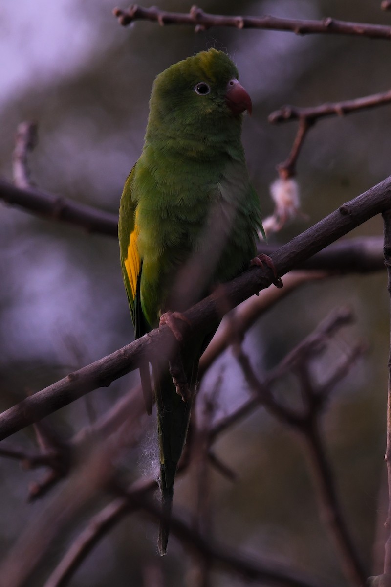Yellow-chevroned Parakeet - Christian Engel