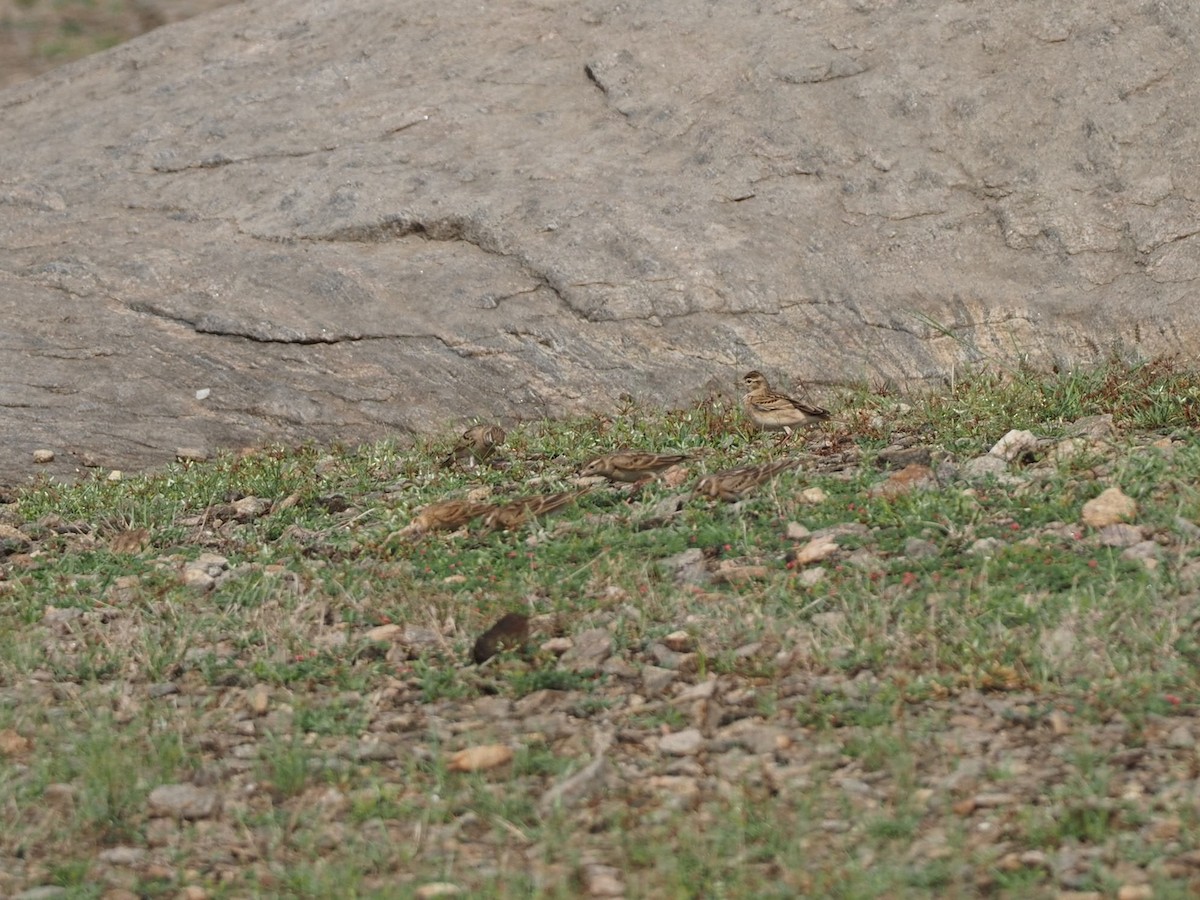 Mongolian Short-toed Lark - Rajesh Radhakrishnan