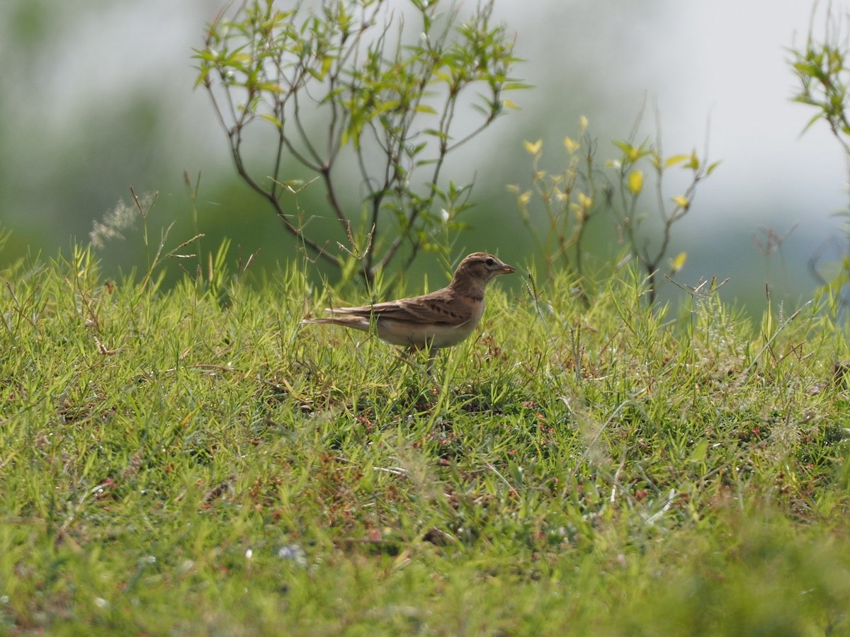 Mongolian Short-toed Lark - ML611790740