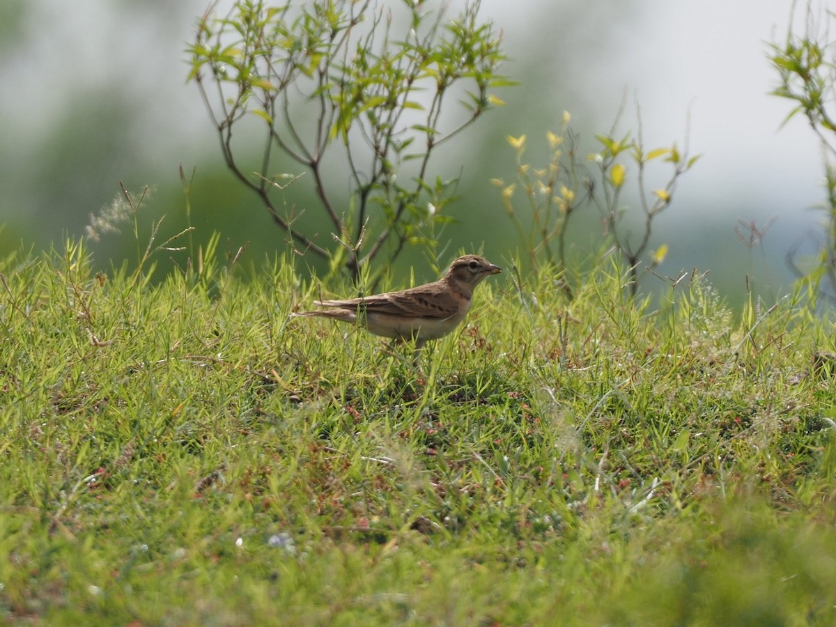 Mongolian Short-toed Lark - Rajesh Radhakrishnan