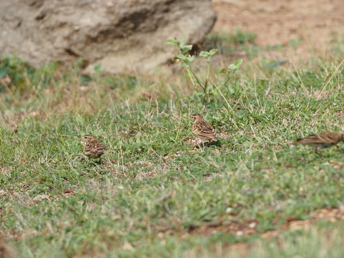 Mongolian Short-toed Lark - ML611790742