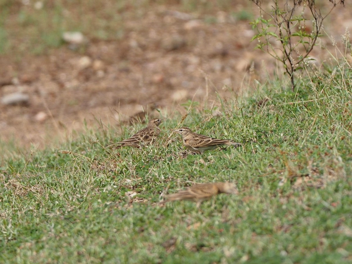 Mongolian Short-toed Lark - Rajesh Radhakrishnan