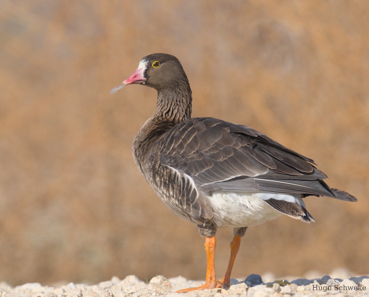 Lesser White-fronted Goose - ML611790846