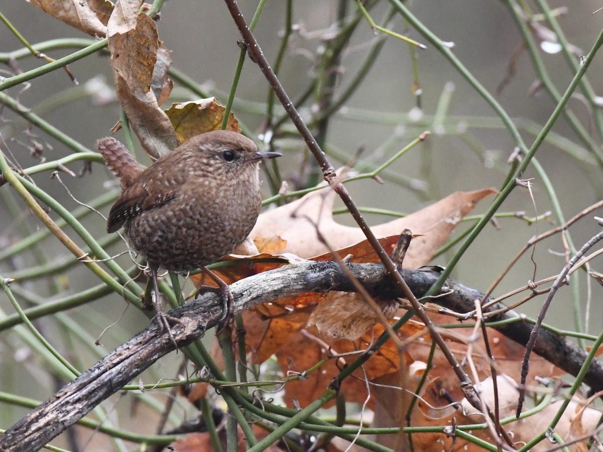 Winter Wren - ML611790889