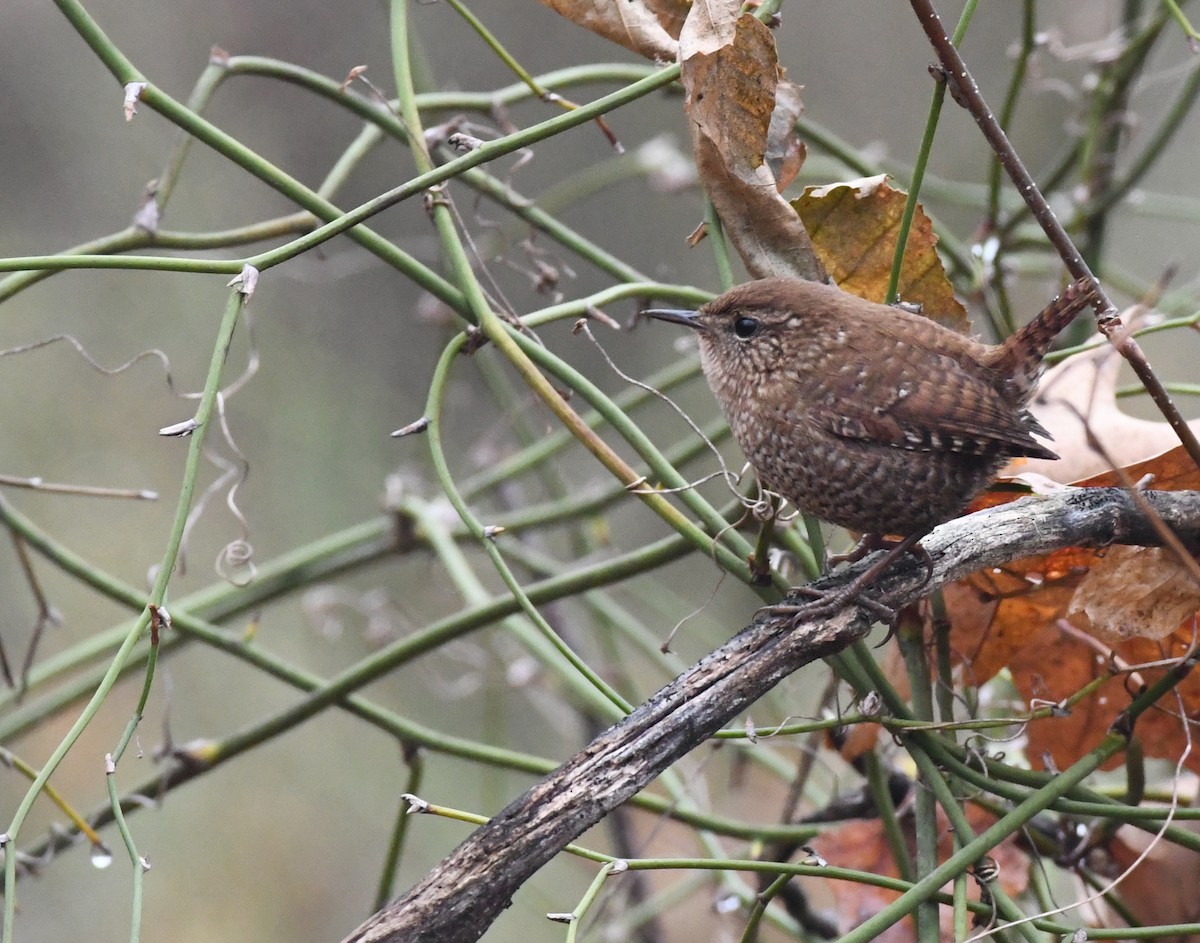 Winter Wren - ML611790890