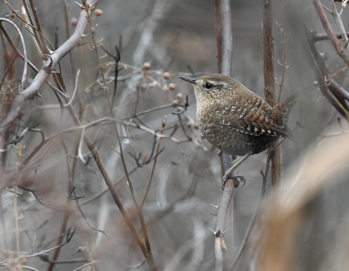 Winter Wren - ML611790891