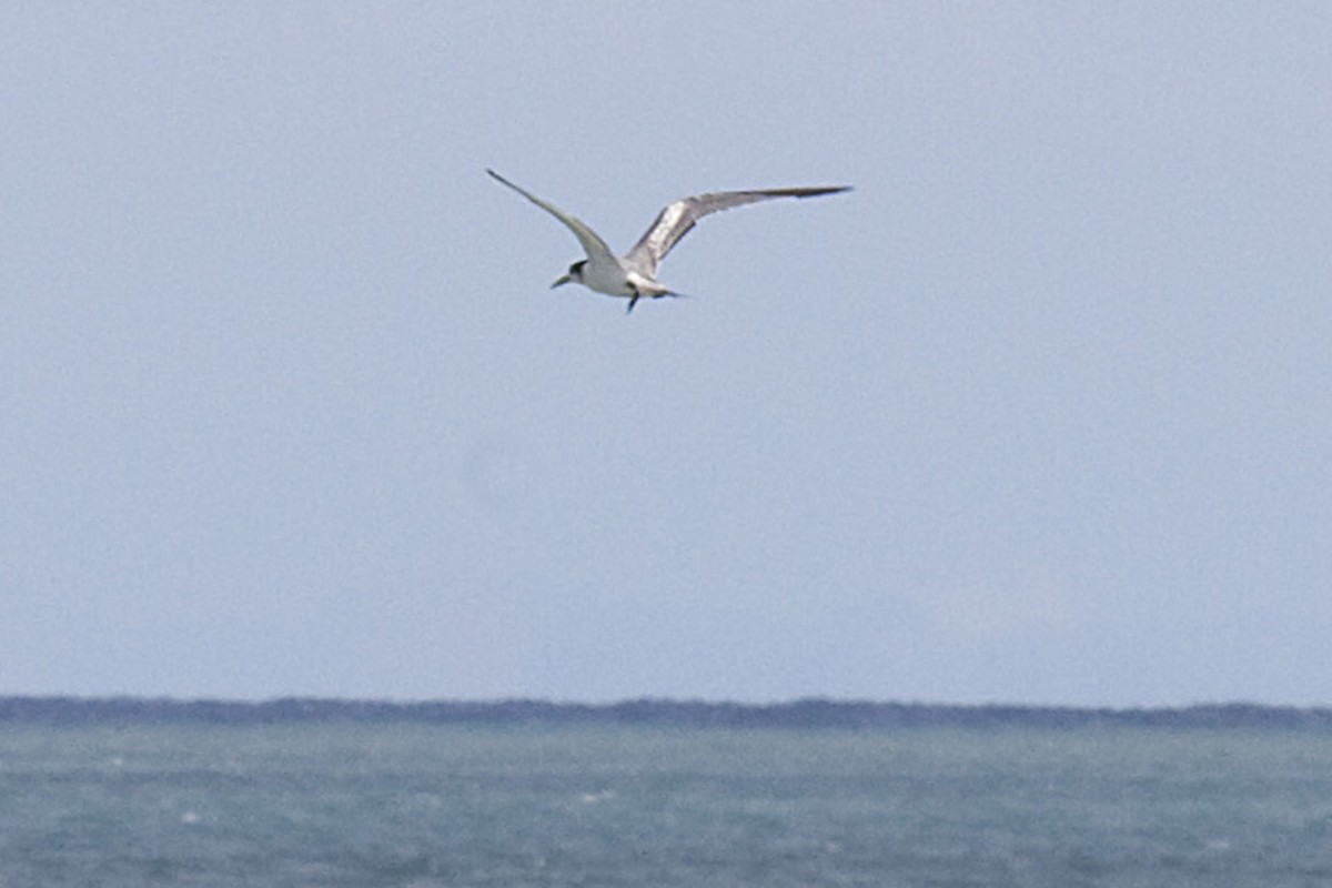 Great Crested Tern - ML611790898